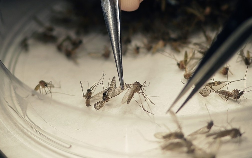 Aedes aegypti é o transmissor da dengue, zika, chikungunya e febre amarela.  (Foto: Divulgação / Prefeitura de Ipatinga)