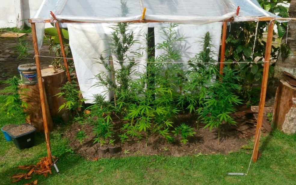 PlantaÃ§Ã£o de maconha Ã© descoberta em quintal de casa no sul do estado (Foto: DivulgaÃ§Ã£o/PolÃ­cia Militar)