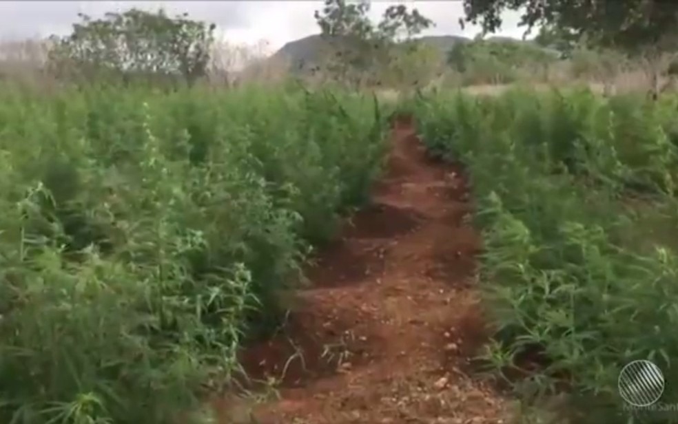 Pés de maconha foram erradicados em povoado de Mone Santo (Foto: Reprodução/ TV Bahia)