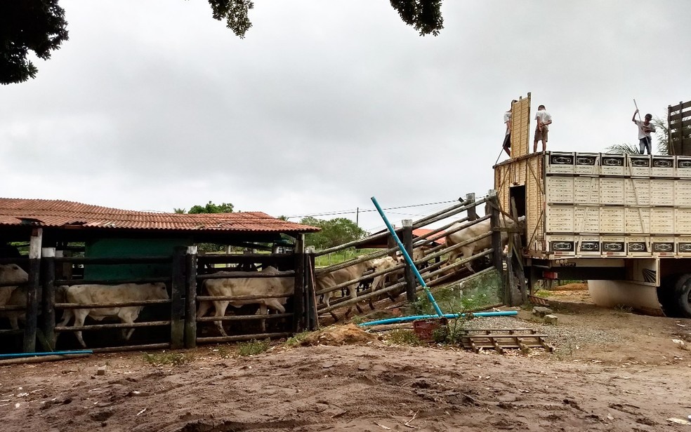 Gado roubado ficava em curral de propriedade de um dos criminosos (Foto: Rafael Vedra/Liberdadenews.com.br)