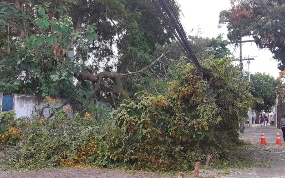 Ãrvore cai e interdita rua no bairro de Ondina â?? Foto: Adriana Oliveira/TV Bahia