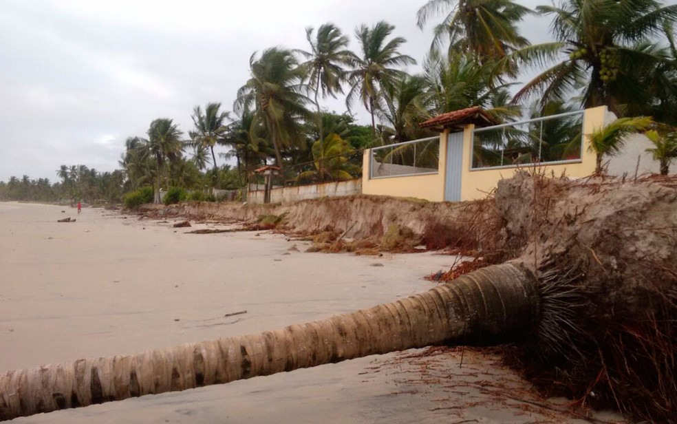 Ãrvore caÃ­da em praia de IlhÃ©us por conta da ressaca em 2017 â?? Foto: DivulgaÃ§Ã£o / Defesa Civil