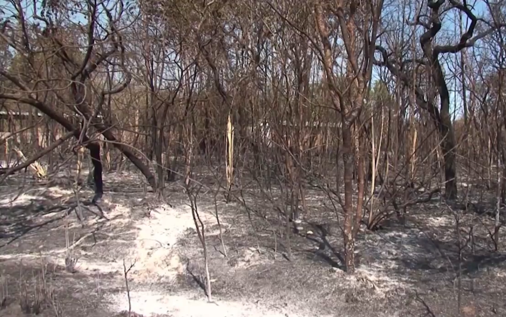 Reserva ambiental da fazenda ficou destruída pelo fogo (Foto: Reprodução/ TV Bahia)